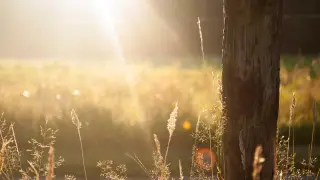 ভোটার উপস্থিতির সংখ্যা আসলে কী বলছে